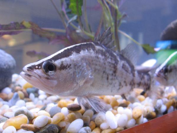Fish tank barra